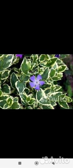 Обмен или продам Барвинок вечнозеленый, 2 сорта