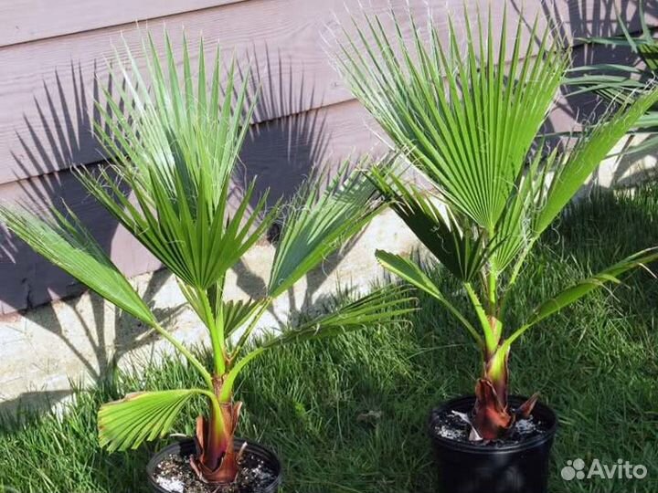 Пальма Вашингтония