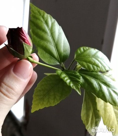 Бесплатно гибискус цветущий