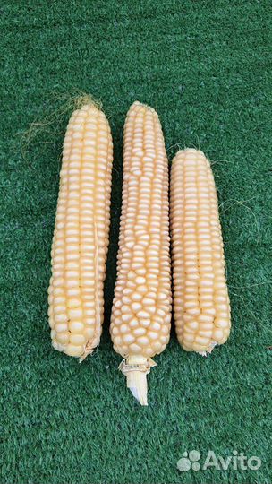 Белая кукуруза