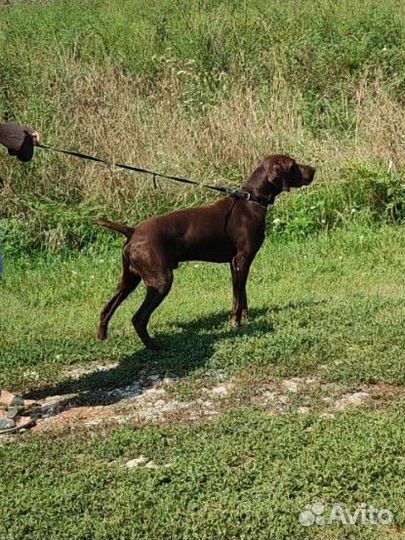 Кобель для вязки Курцхаар