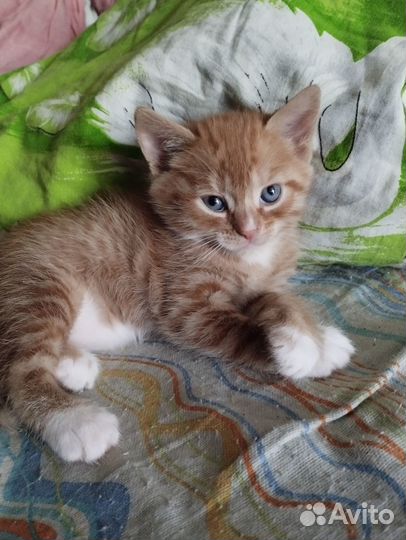 Отдадим котят