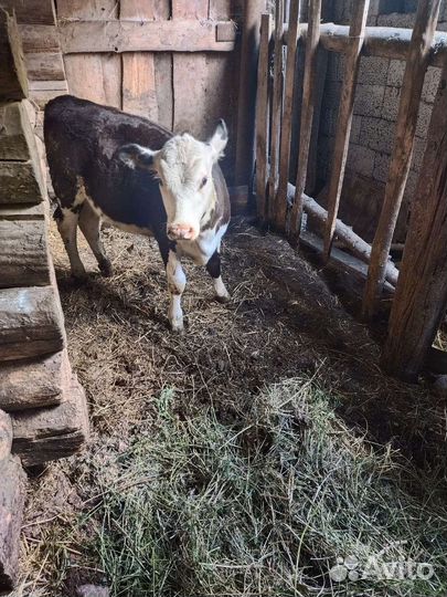Продажа телка