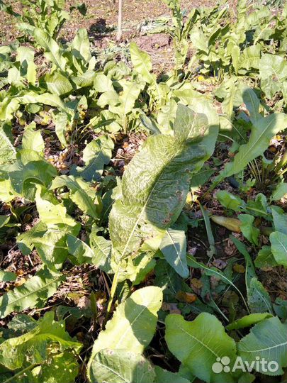 Хрен рассада