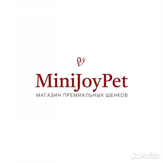 Той-пудель из Кореи