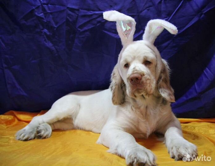 Кламбер спаниель