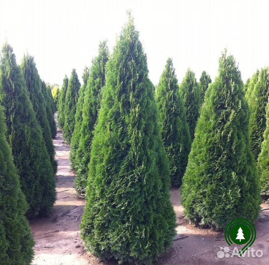 Туя взрослая для участка. Питомник