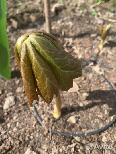 Продам многолетники