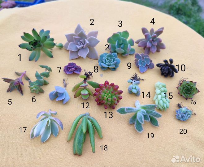 Суккуленты