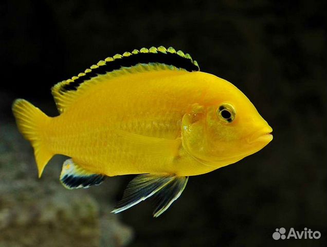 Йеллоу Аквариумные рыбки