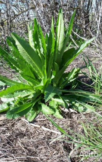 Ворсянка посевная (Колючка для букетов)