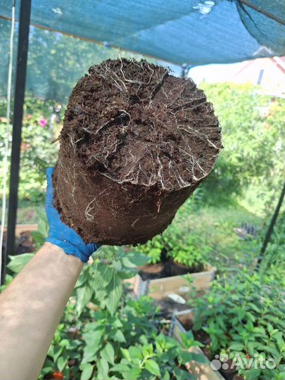 Гортензия метельчатая