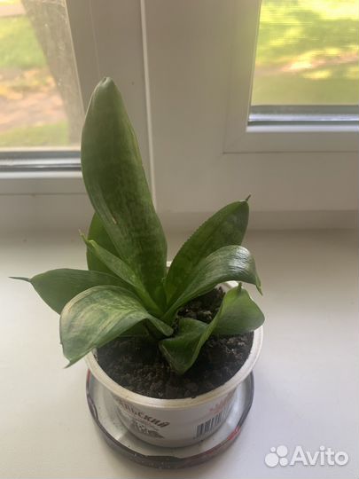 Сансевиерия, фиалка