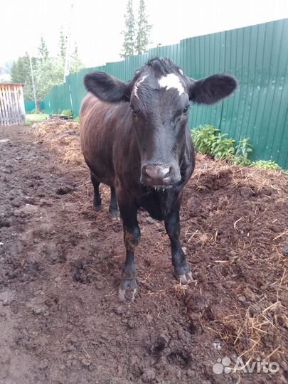 Телка стельная