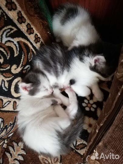 Котята норвежской лесной кошки