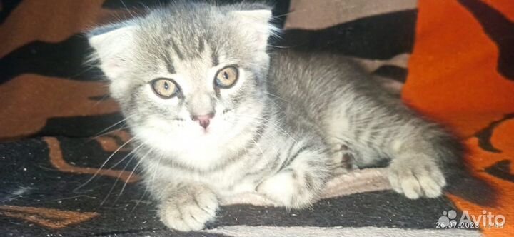 Кошка в дар