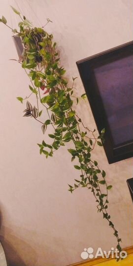 Цветок комнатный традесканции разные