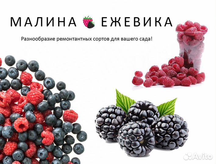 Продажа саженцев ремонтантной малины и ежевики