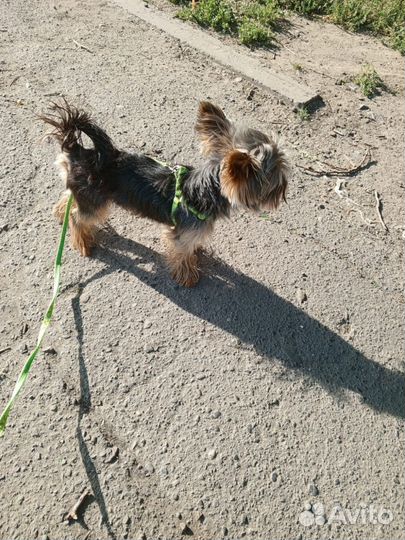 Йоркширский терьер мини