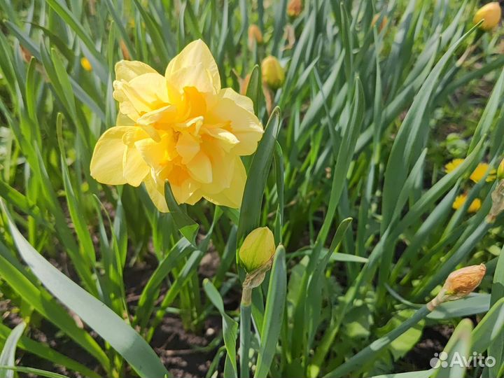 Луковицы нарциссов