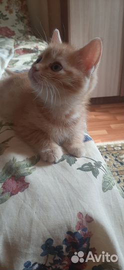 Домашние животные котята