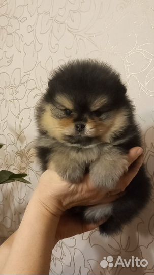 Померанский шпиц мини