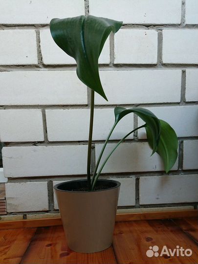 Эухарис амазонская лилия