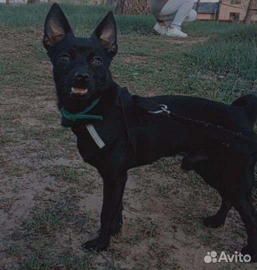 Вязка той-терьер мини