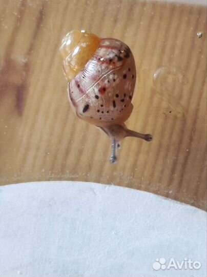 Ахатина фулика