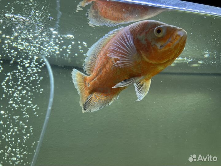 Аквариумные рыбы большие