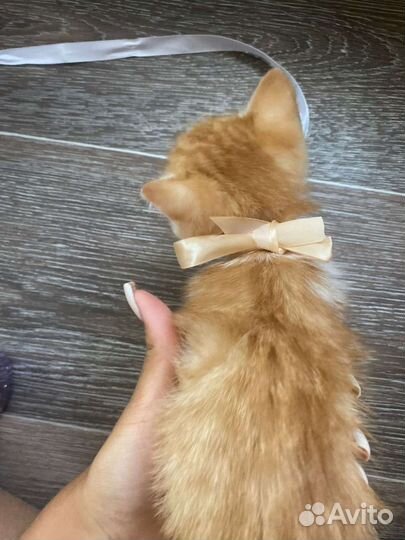 Отдам котенка в добрые руки