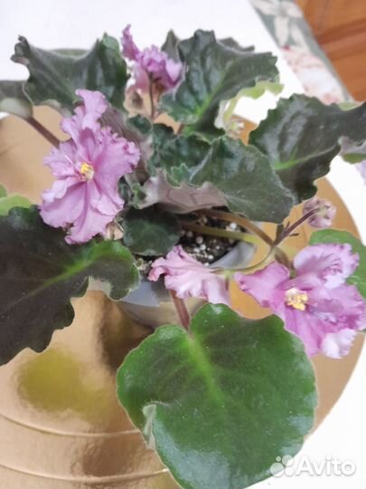 Комнатные цветы цветущие