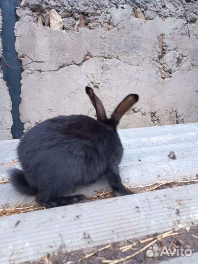 Кролики великаны