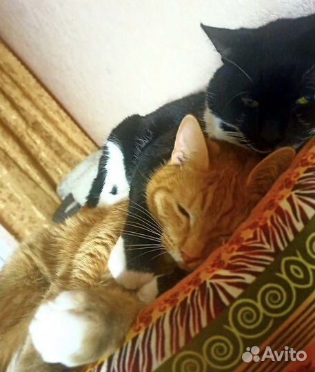 Спасеныши в поисках любящей семьи