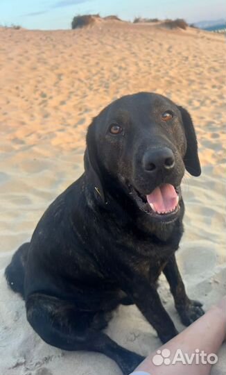 Лабрадор