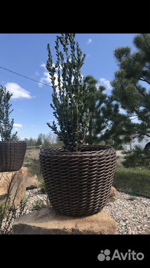 Изделия из ротанга