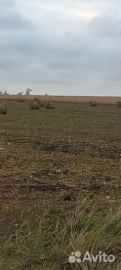 Кукурузное сено