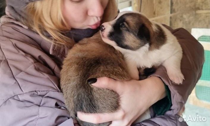 Щенки умные-здоровые-крепкие-веселые