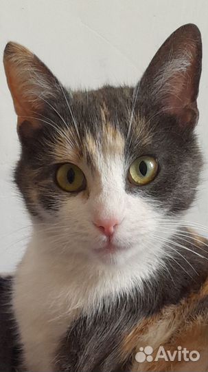 Кошки