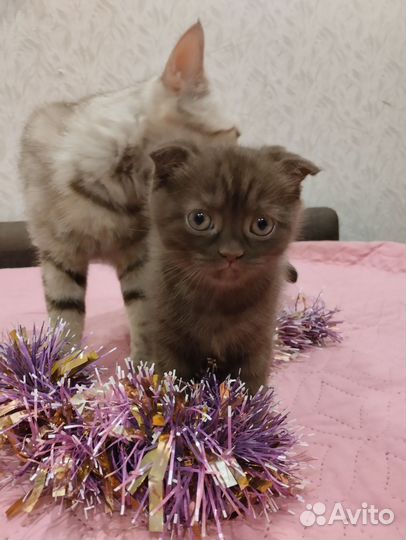 Шотландские вислоухие и прямоухие котята
