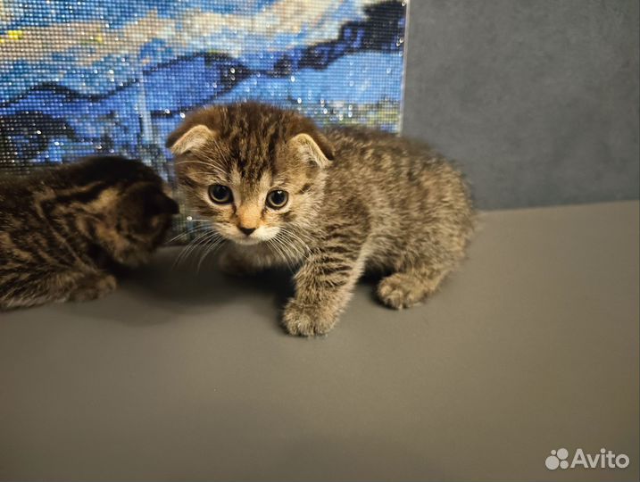 Вислоухие котята