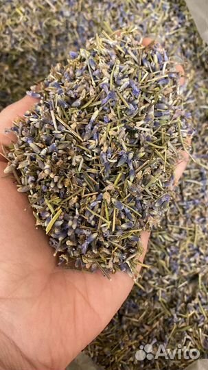 Лаванда сухоцвет