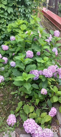Гортензия крупнолистная саженцы