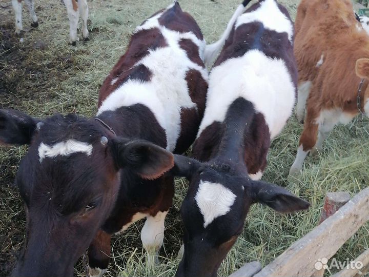 Продам телку 4 месяца. Не доступен пишите