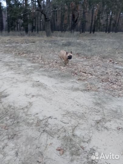 Кобель для вязки французский бульдог