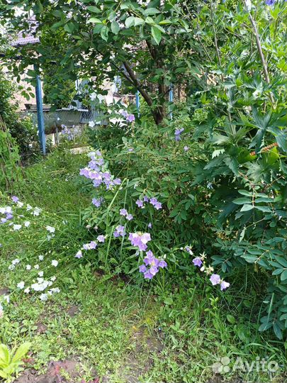 Цветы дельфиниума голубого и колокольчик садового