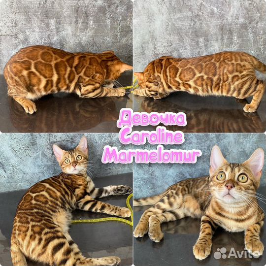 Бенгальские клубные котята с документами