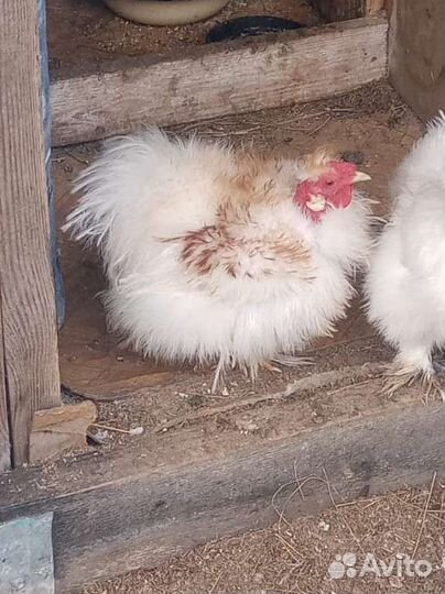 Обмен петухов