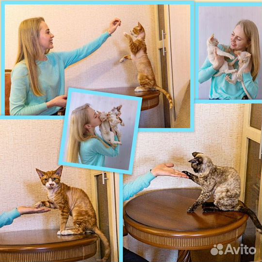 Зоопсихолог- специалист по поведению кошек