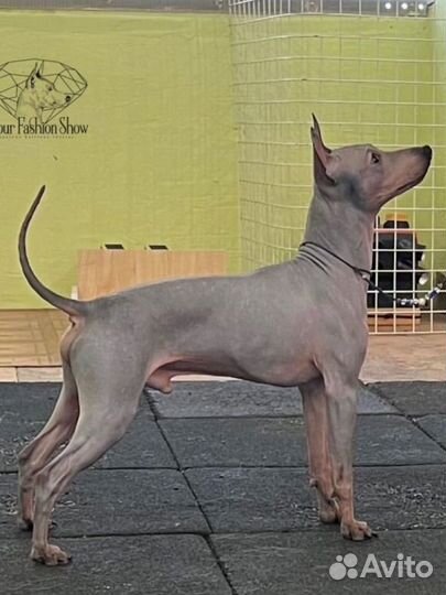 Щенки американского голого терьера